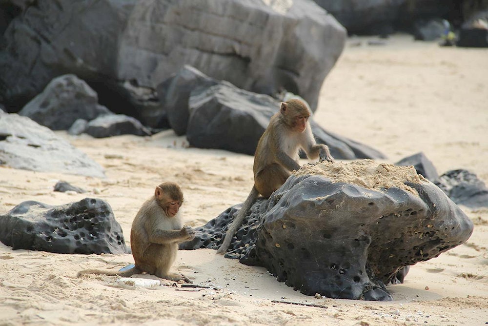 Monkey Island is a small island located in Halong Bay, known for its diverse ecosystem and playful monkeys